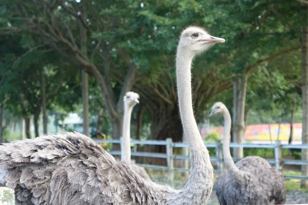 BC ostrich farm avian flu cull underscores biosecurity measures