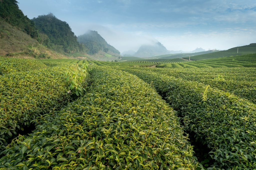 Mauritius small tea planters income support uplifts rural farmers