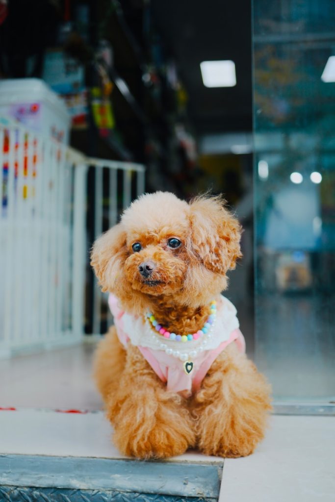 Bagatelle Mall dog adoption MSAW event finds homes for 24 dogs