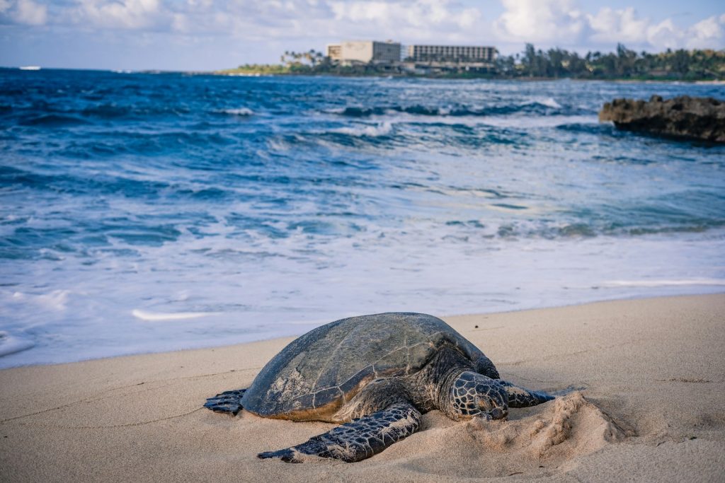 marine sustainability – Joint marine protection in the Indian Ocean
